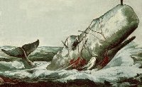 Ahab a lomos de la ballena blanca