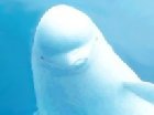 beluga