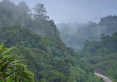 Selva de Borneo