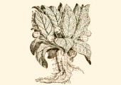 Hojas frutos y raíces de mandrágora