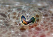ojo de cefalópodo