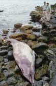 Canarias: Cetáceo varado