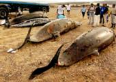 Canarias: Cetáceos varados